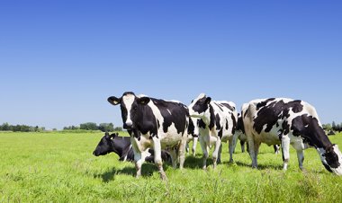 Antraks: Penyakit Menular yang Perlu Diketahui