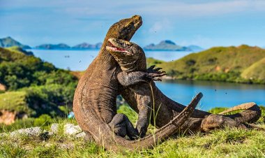 Keajaiban Alam Pulau Komodo: Penjelajahan di Taman Nasional Komodo