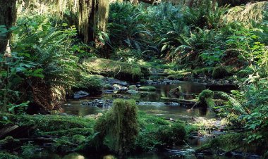 Keajaiban Alam: Mengenal Keunikan Ekosistem Hutan Hujan Tropis