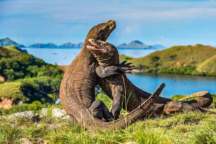 Keajaiban Alam Pulau Komodo: Penjelajahan di Taman Nasional Komodo