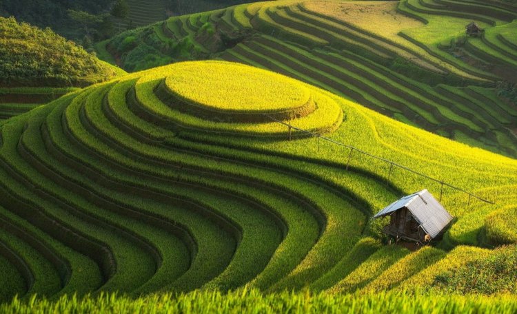 Inovasi di Bidang Pertanian: Solusi untuk Ketahanan Pangan Global