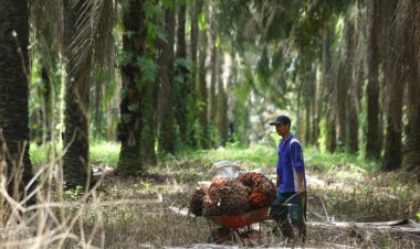 Dukungan Pengusaha dan Petani Kelapa Sawit untuk Bursa CPO, Bappebti Dikritik Terkait Kerjasama dengan Malaysia