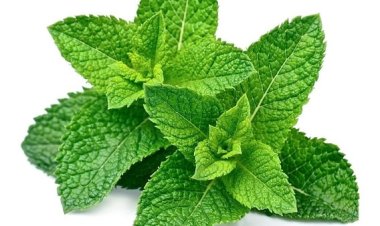 5 Tanaman Pengusir Semut, Ternyata Mint salah satunya!