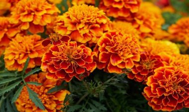 Tanaman Pengusir Semut: Cara Alami untuk Melindungi Rumah Anda