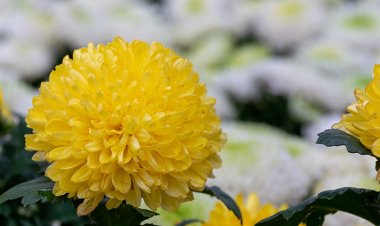 5 Tanaman Pengusir Semut: Solusi Alami dan Ramah Lingkungan