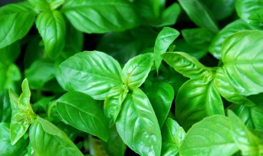 Tanaman Pengusir Semut: Alternatif Alami dan Ramah Lingkungan