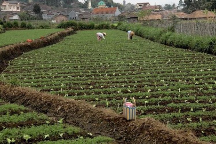 Desa Tenjolayar: Transformasi Menuju Desa Mandiri dengan Pembangunan Berkelanjutan