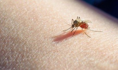 Kemenkes Rencanakan Penyebaran Nyamuk Wolbachia di Jakarta Barat dan Bandung 2024 untuk Penanggulangan DBD