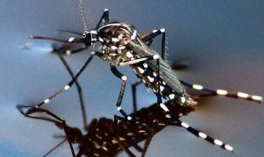 Kemenkes Rencanakan Penyebaran Nyamuk Wolbachia di Jakbar dan Bandung pada 2024