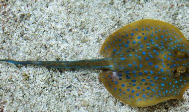 Ikan Pari Jawa Punah, Menjadi Korban Pertama Ulah Manusia