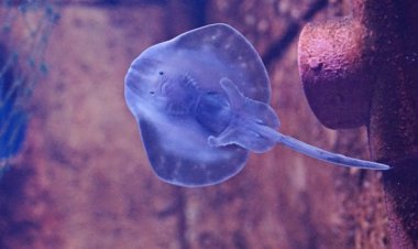 Tragedi Kepunahan: Ikan Pari Jawa Menjadi Spesies Laut Pertama yang Lenyap karena Aktivitas Manusia