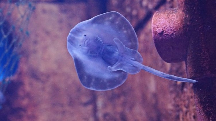 Tragedi Kepunahan: Ikan Pari Jawa Menjadi Spesies Laut Pertama yang Lenyap karena Aktivitas Manusia