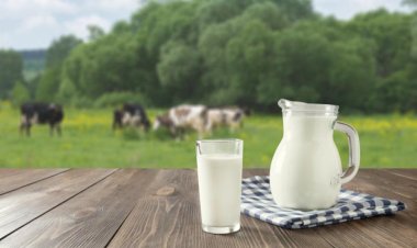 Mengungkap Tantangan Program Makan Gratis Prabowo: Pengusaha Susu Berbicara