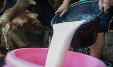 Pengusaha Susu Bongkar Kesiapan dan Tantangan Program Makan Gratis Prabowo