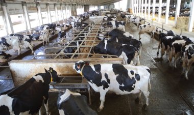 Mewujudkan Program Susu Gratis, Pemerintah Diharapkan Tambah Populasi Sapi Perah Hingga 2,5 Juta Ekor