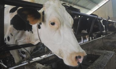 ID FOOD: Indonesia Membutuhkan 2,5 Juta Sapi Perah untuk Mewujudkan Program Susu Gratis