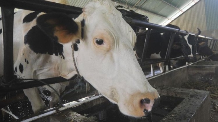 ID FOOD: Indonesia Membutuhkan 2,5 Juta Sapi Perah untuk Mewujudkan Program Susu Gratis
